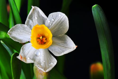 水仙的形状特点和种植方法有哪些?(图1) 水仙的形状特点和种植方法有哪些?